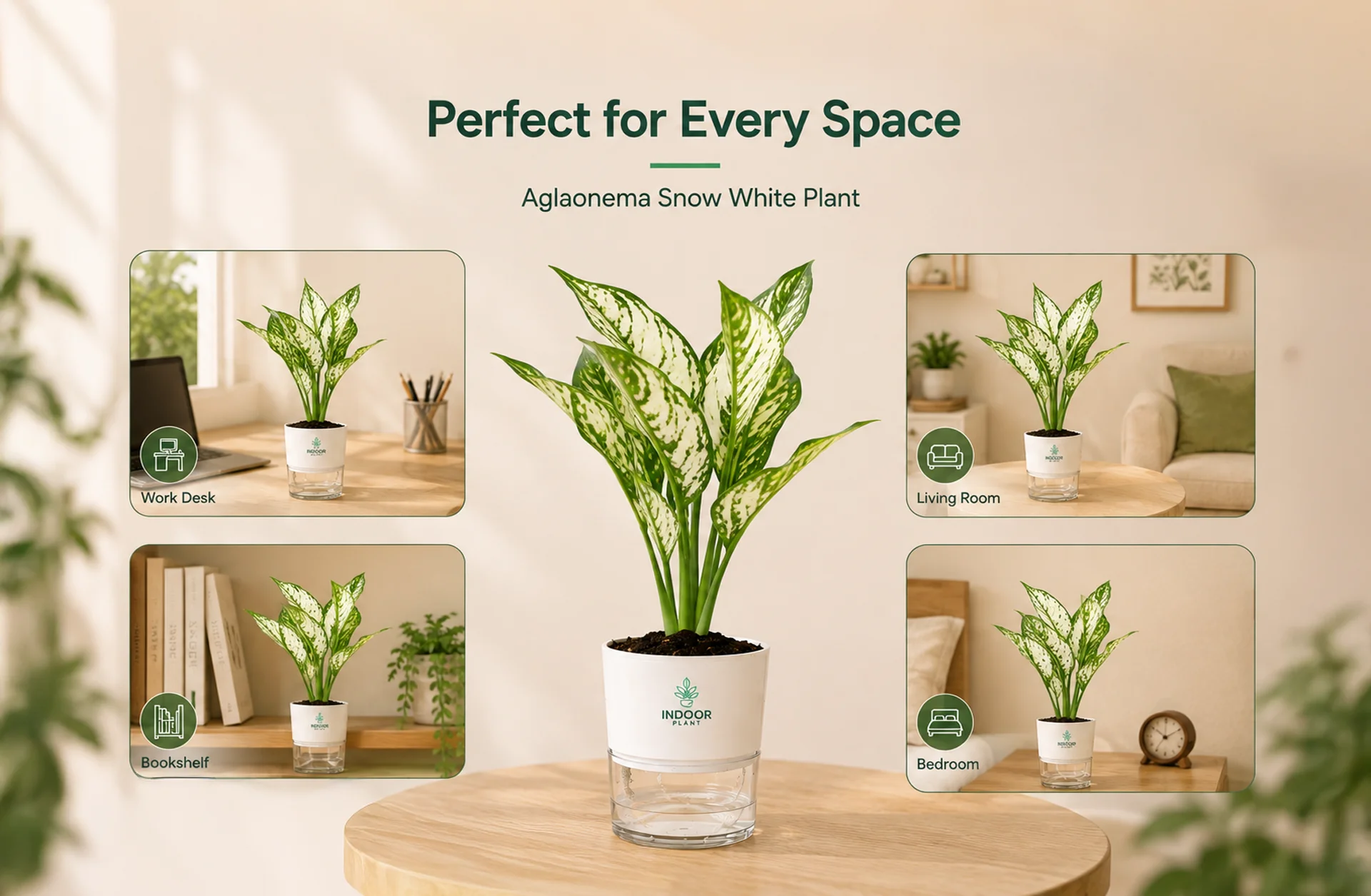 Aglaonema Snow White plant in a self-watering pot with simple indoor care instructions.